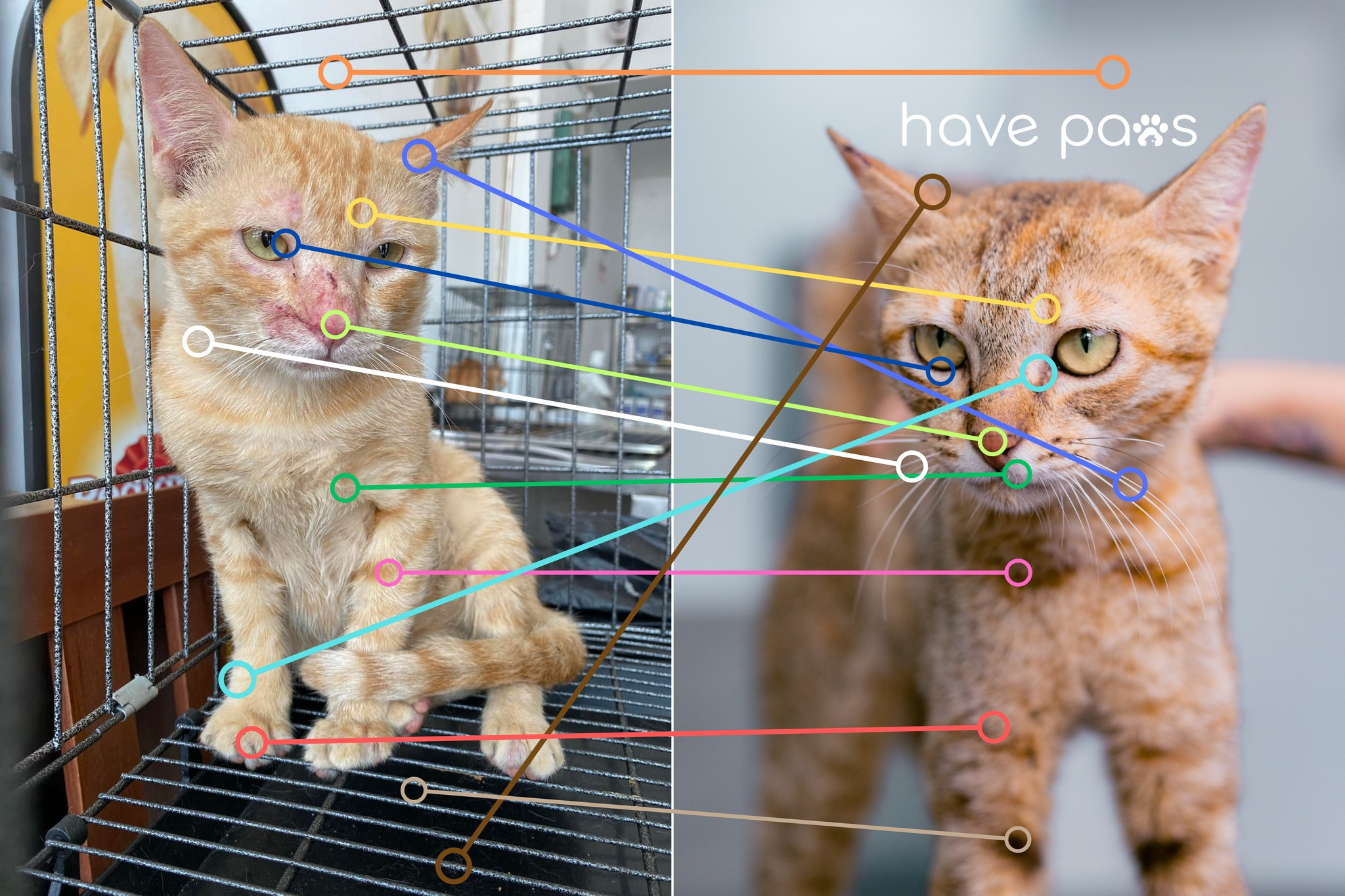 Ảnh quá trình đối khớp của HavePaws AI