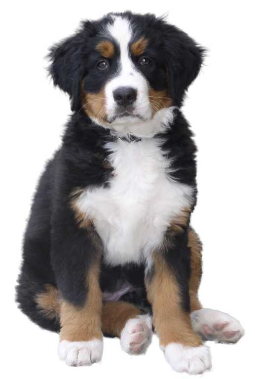Achievement Dog