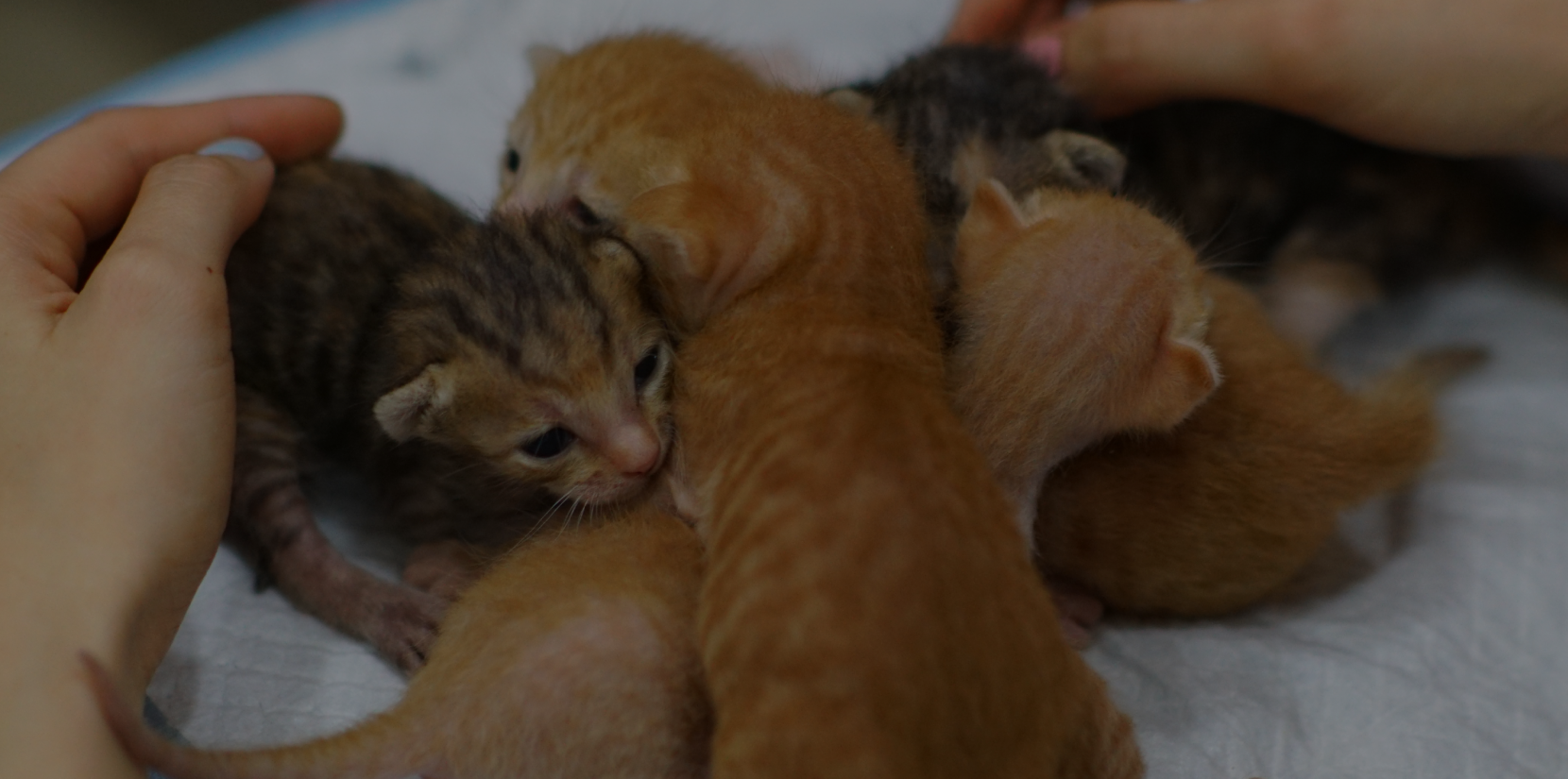 Background with kittens